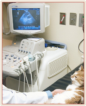 Become an Ultrasound Technician for Animals | UltraSound Technician  Certifcation Guide